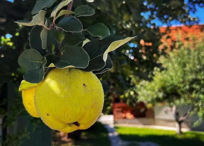 Amila Dom wakacyjny *